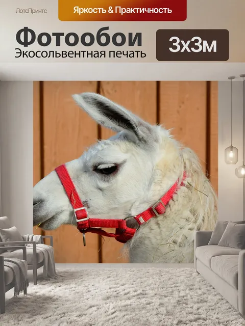 Фотообои Лама