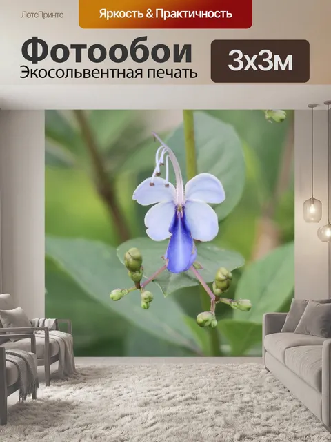 Фотообои Цветок голубая бабочка