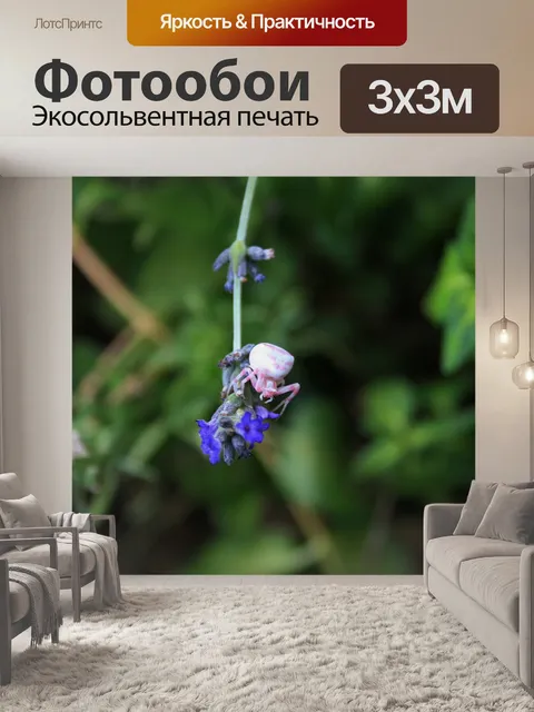 Фотообои розовый и белый краб паук