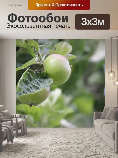 Фотообои Первый урожай яблок из