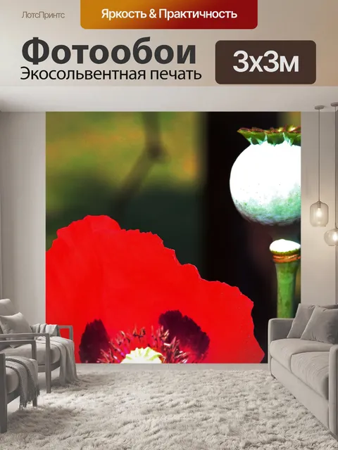 Фотообои часть красного мака и зеленого стручка