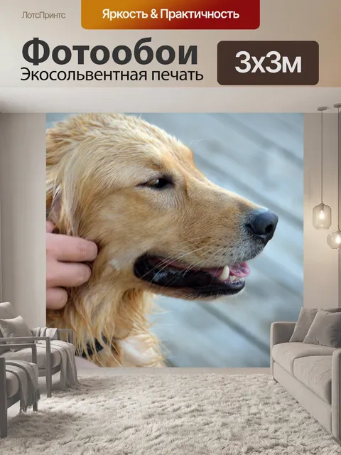 Фотообои Золотистый ретривер