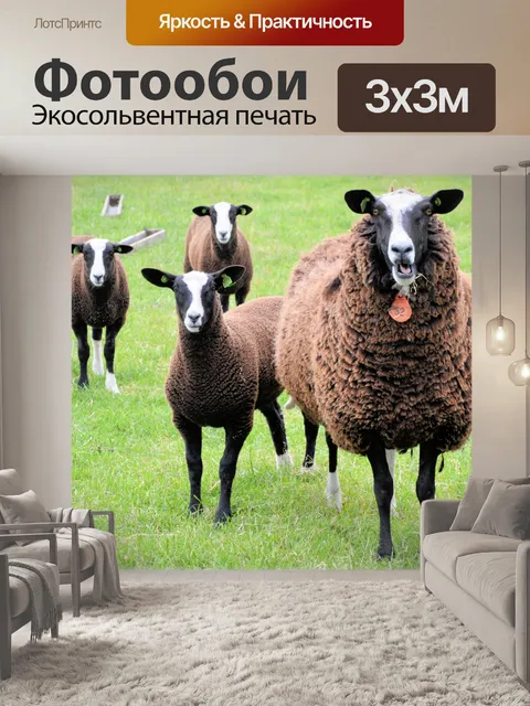 Фотообои Браун 02 овец