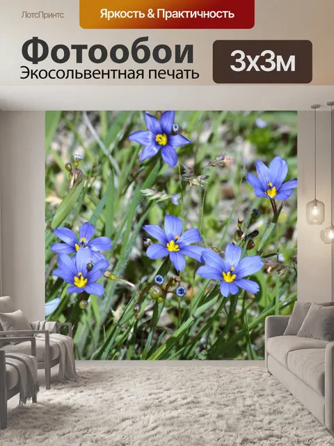 Фотообои Голубоглазая трава крупным планом
