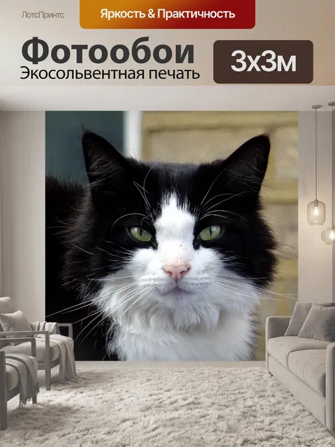 Фотообои Смотрящий Кот