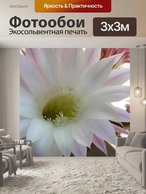 Фотообои Кактус