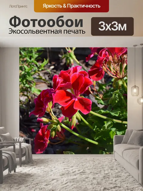 Фотообои Красная герань
