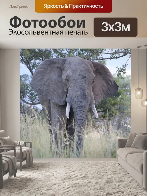Фотообои Слон