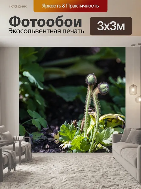 Фотообои пушистые цветочные стебли