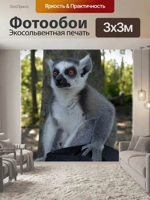 Фотообои Кошачий лемур 13