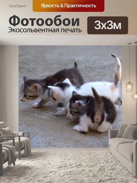 Фотообои Кот