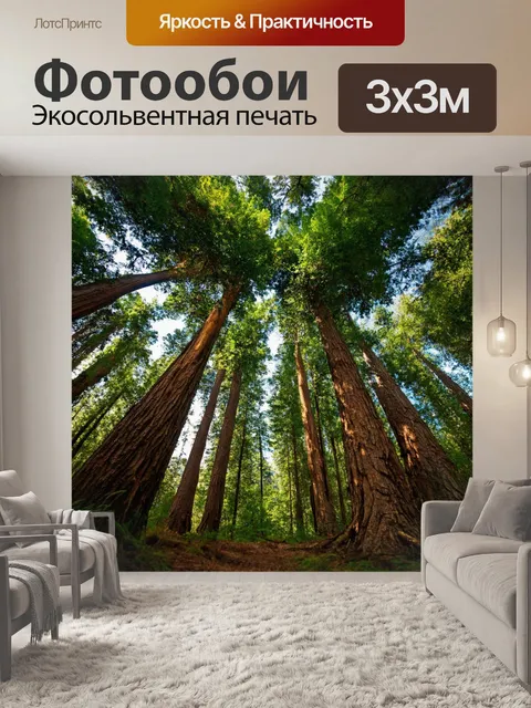 Фотообои лес с высокими стволами деревьев, формирующими арку