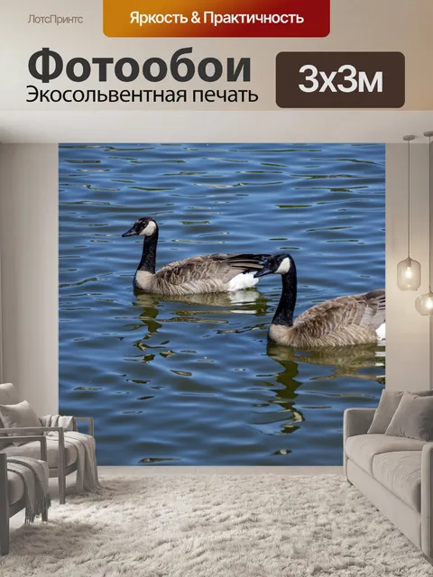 Фотообои Канадские гуси