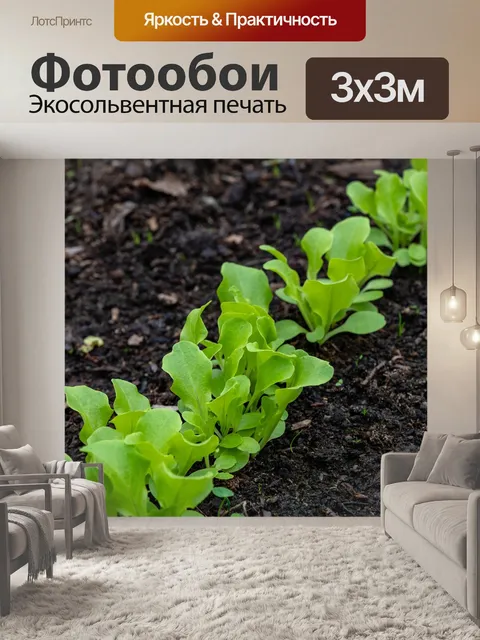 Фотообои Салат