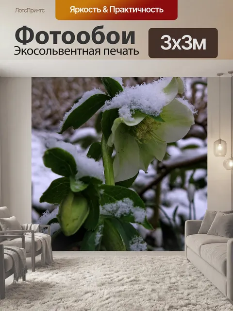 Фотообои Ветреница бланда