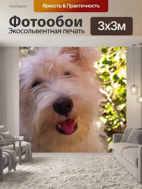 Фотообои Белый щенок шотландского терьера