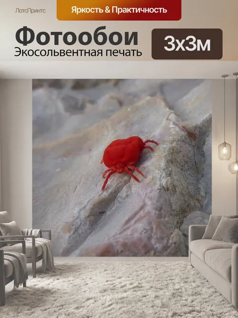 Фотообои Красный жук