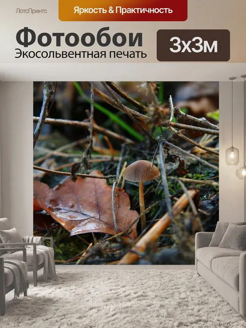 Фотообои Гриб