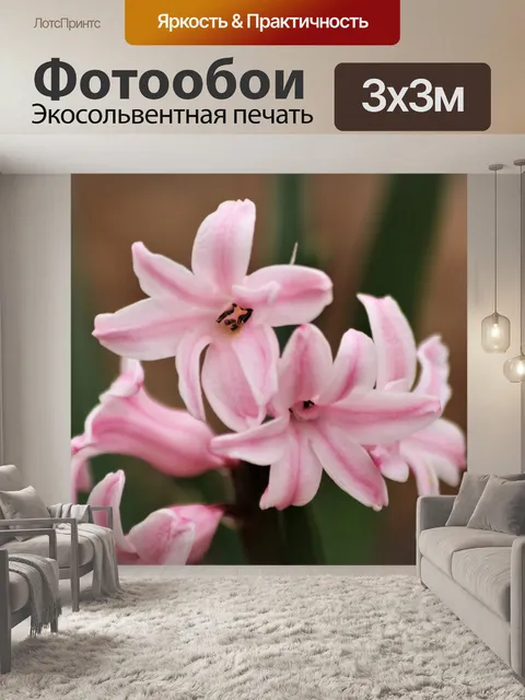 Фотообои Розовый гиацинт цветет крупным планом