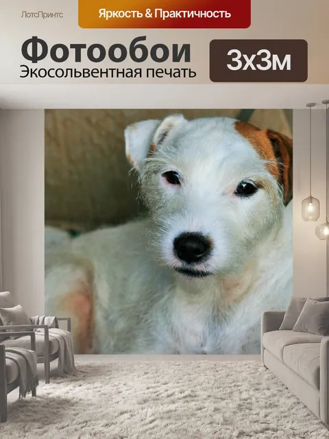 Фотообои Джек рассел