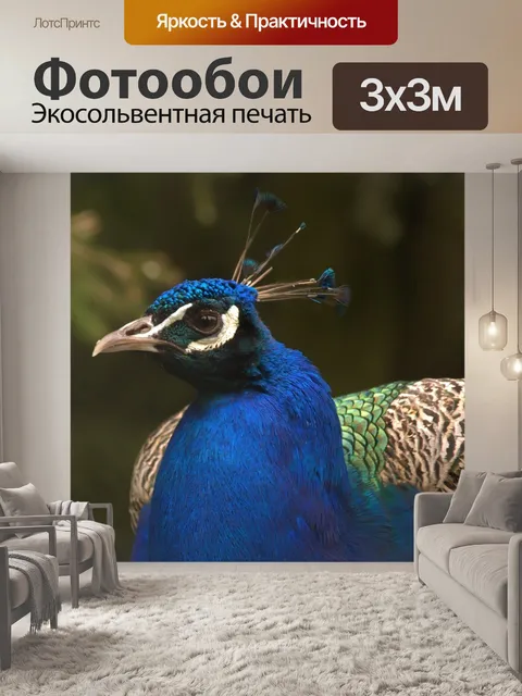 Фотообои Павлин