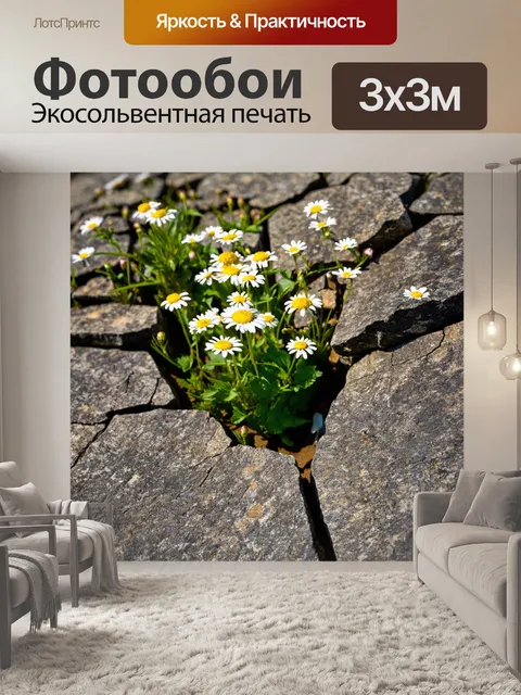 Фотообои ромашка, растущая в щели между камнями, символизирующая силу природы и выживания, с яркими цветами вокруг