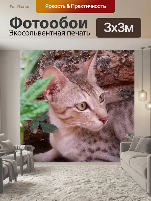 Фотообои Красивая кошка
