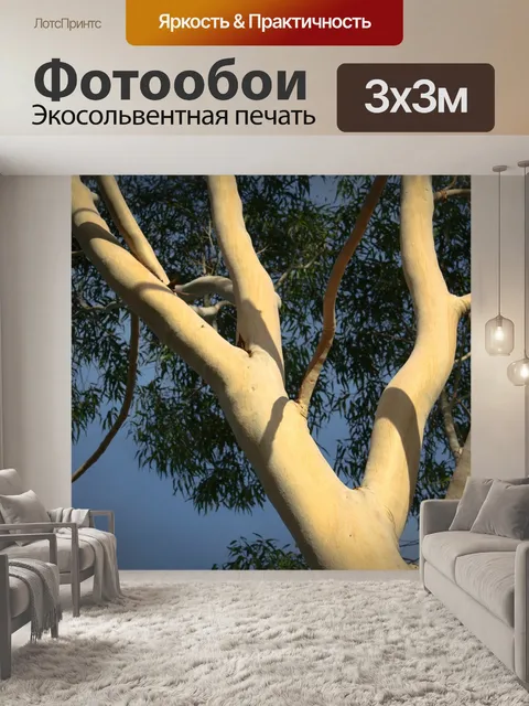 Фотообои Эвкалипт