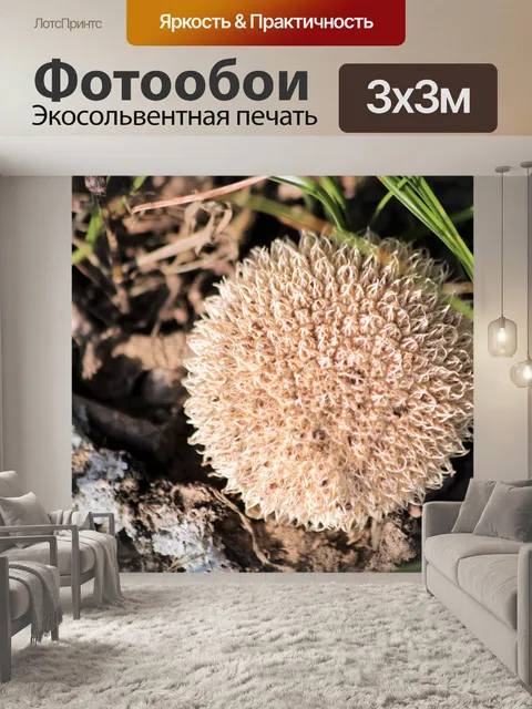 Фотообои Колючий гриб Puffball 2