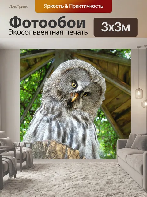 Фотообои Барт сова