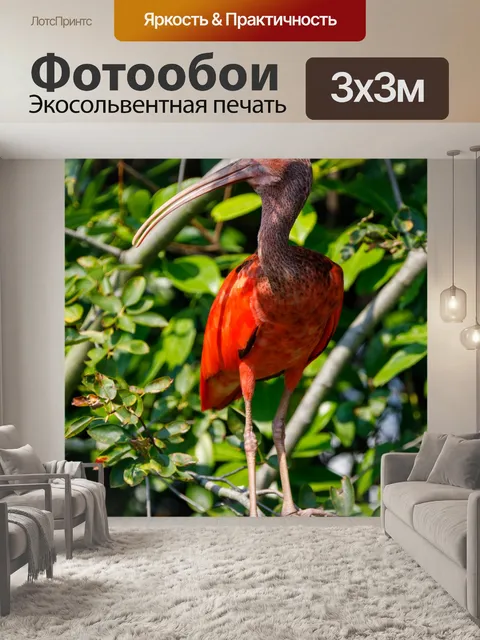 Фотообои Алый ибис
