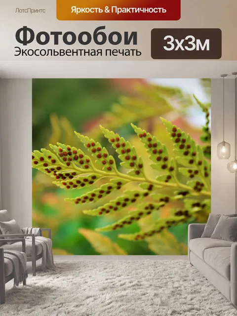 Фотообои Споры по папоротника