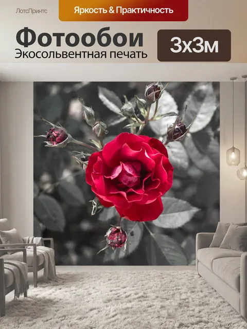 Фотообои Роза