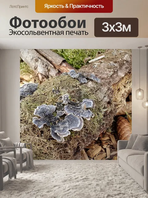 Фотообои Грибы