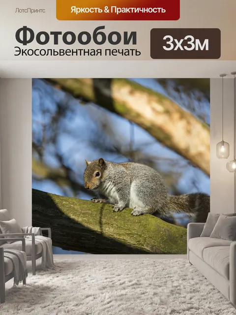 Фотообои белочка