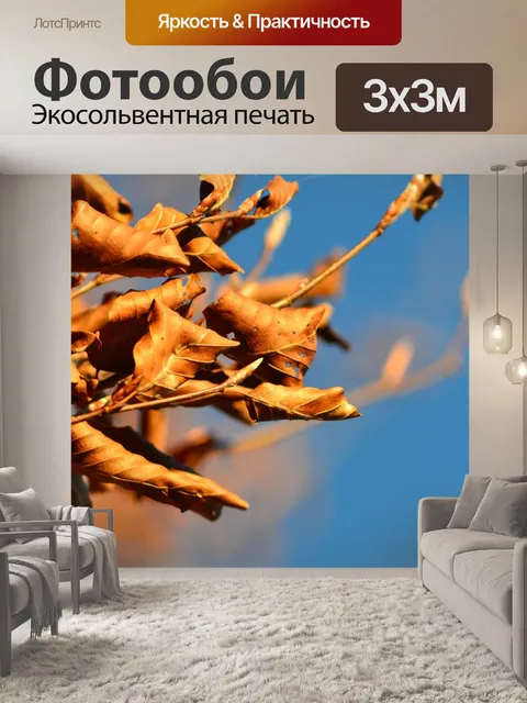Фотообои Черный лес