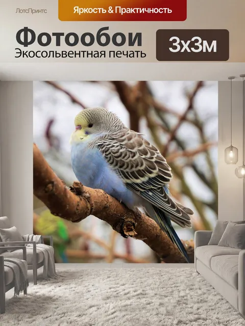 Фотообои Волнистый попугайчик