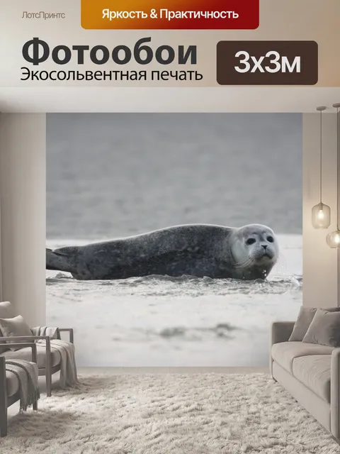 Фотообои Тюлень