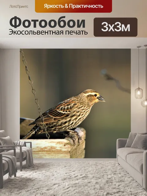 Фотообои Женский Фиолетовый Дом Финч на Фидере