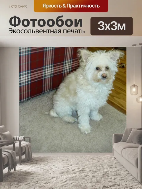 Фотообои Белый Pomapoo