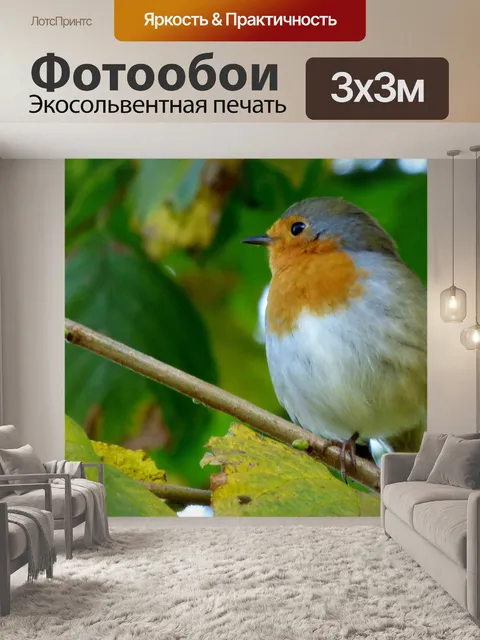 Фотообои Робин