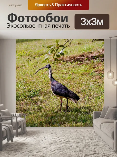 Фотообои Птица