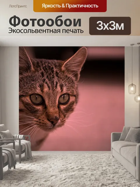 Фотообои Кот