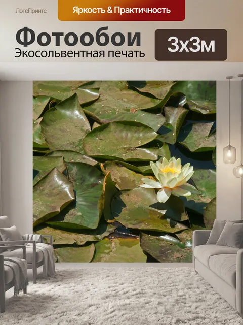 Фотообои белая водяная лилия и большие листья