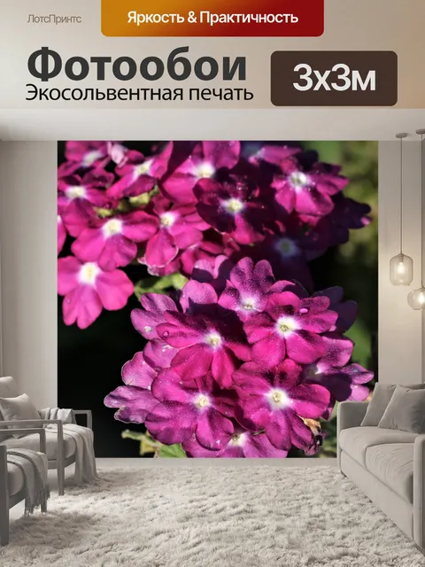 Фотообои Фиолетовые цветы вербены и роса