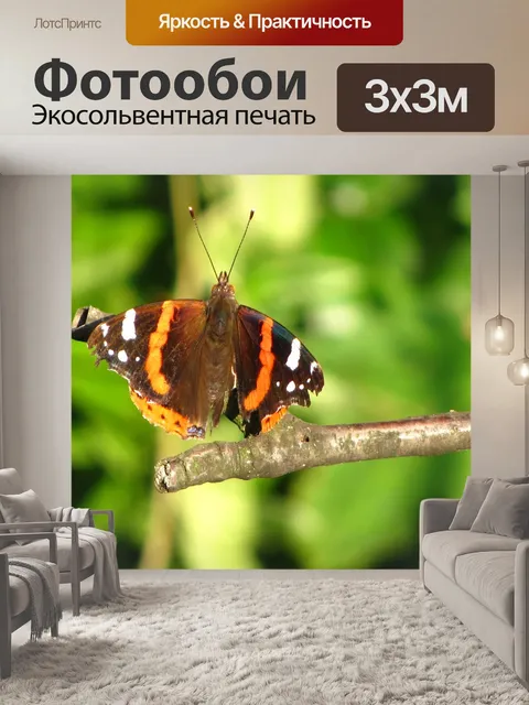Фотообои Бабочка