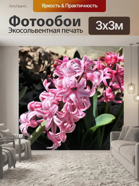 Фотообои Розовый гиацинт Блум
