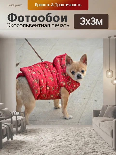 Фотообои Чихуахуа