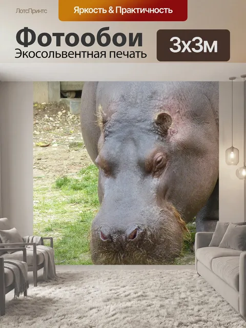Фотообои Бегемот
