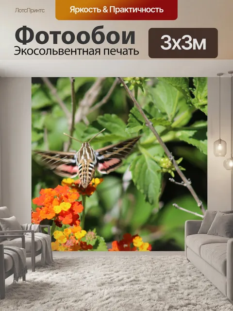 Фотообои Красивый дизайн мотыля Колибри